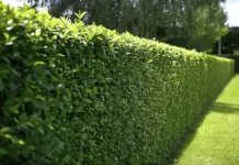 Wie hoch sind die Hecke schneiden Kosten pro Meter?