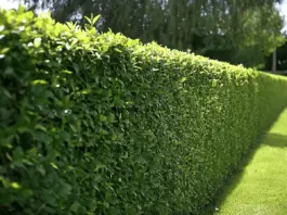 Wie hoch sind die Hecke schneiden Kosten pro Meter?