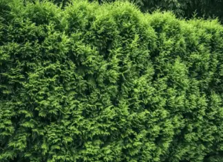 Wie hoch fallen die Thuja Hecke entfernen Kosten pro Meter aus?