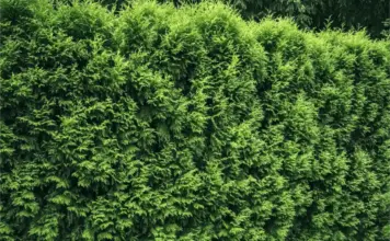 Wie hoch fallen die Thuja Hecke entfernen Kosten pro Meter aus?