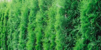 Mit welchen Thuja Hecke entfernen Kosten pro Meter kann ich rechnen?