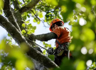 Was kostet Baum fällen? Eine Übersicht